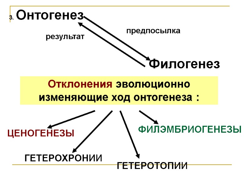 3. Онтогенез 3. Онтогенез